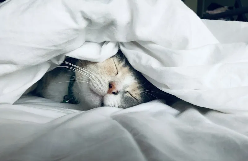 A cat curled up in white bed sheets